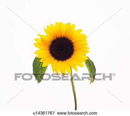 Sunflower View Large Photo Image Stock Photo - Sunflower. Fotosearch