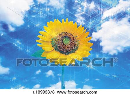 Sunflower under blue sky, computer graphic, lens flare View Large Photo Image Stock Photo - Sunflower under blue sky, computer graphic, lens flare. Fotosearch
