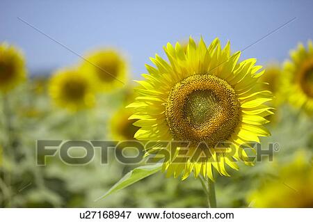 Sunflowers in the field, differential focus, Niigata prefecture, Japan View Large Photo Image Stock Photo - Sunflowers in the field, differential focus, Niigata prefecture, Japan. Fotosearch