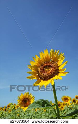 Sunflowers, Kanagawa Prefecture, Honshu, Japan View Large Photo Image Picture - Sunflowers, Kanagawa Prefecture, Honshu, Japan. Fotosearch
