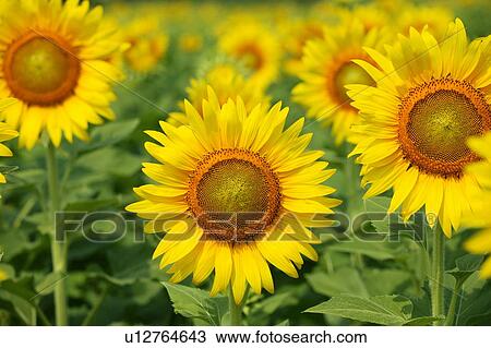 Sunflowers, Kanagawa Prefecture, Honshu, Japan View Large Photo Image Stock Image - Sunflowers, Kanagawa Prefecture, Honshu, Japan. Fotosearch