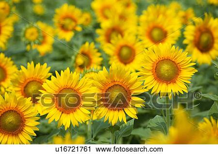 Sunflowers, Kanagawa Prefecture, Honshu, Japan View Large Photo Image Stock Image - Sunflowers, Kanagawa Prefecture, Honshu, Japan. Fotosearch