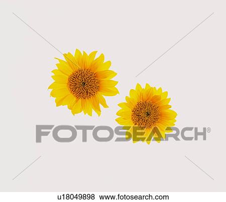 Stock Photo - Sunflowers. Fotosearch