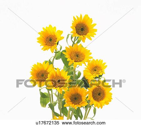 Sunflowers View Large Photo Image Stock Photography - Sunflowers. Fotosearch