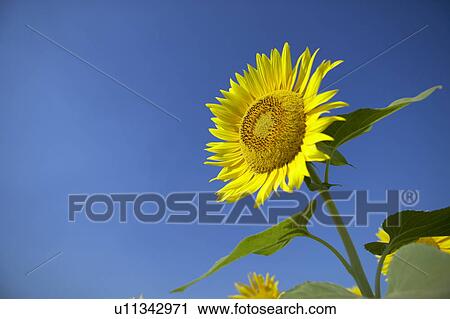 Sunflowers under the blue sky, blue background, Niigata prefecture, Japan View Large Photo Image Stock Image - Sunflowers under the blue sky, blue background, Niigata prefecture, Japan. Fotosearch