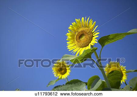 Sunflowers under the blue sky, blue background, Niigata prefecture, Japan View Large Photo Image Stock Image - Sunflowers under the blue sky, blue background, Niigata prefecture, Japan. Fotosearch