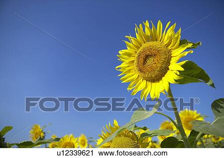 Sunflowers under the blue sky, blue background, Niigata prefecture, Japan View Large Photo Image Stock Image - Sunflowers under the blue sky, blue background, Niigata prefecture, Japan. Fotosearch