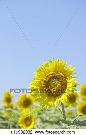Stock Image - Sunflowers under the blue sky, blue background, Niigata prefecture, Japan. Fotosearch