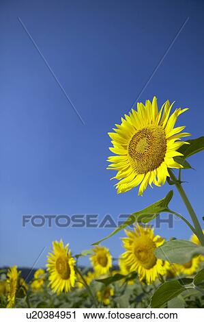 Sunflowers under the blue sky, blue background, Niigata prefecture, Japan View Large Photo Image Stock Image - Sunflowers under the blue sky, blue background, Niigata prefecture, Japan. Fotosearch