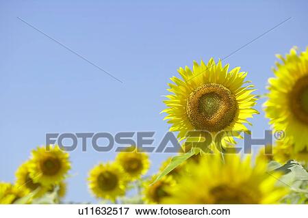 Stock Photo - Sunflowers under the blue sky, blue background, Niigata prefecture, Japan. Fotosearch