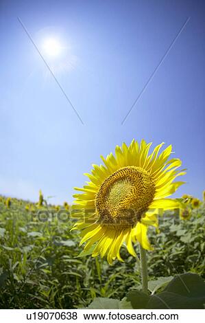 Sunflowers under the blue sky, blue background, Niigata prefecture, Japan View Large Photo Image Stock Photo - Sunflowers under the blue sky, blue background, Niigata prefecture, Japan. Fotosearch