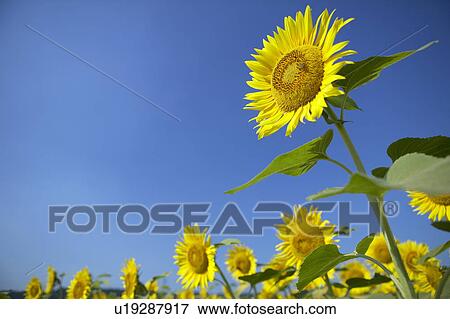 Sunflowers under the blue sky, blue background, Niigata prefecture, Japan View Large Photo Image Stock Photo - Sunflowers under the blue sky, blue background, Niigata prefecture, Japan. Fotosearch