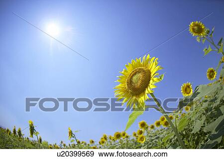 Stock Photo - Sunflowers under the blue sky, blue background, Niigata prefecture, Japan. Fotosearch
