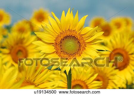 Sunflowers, Yamanashi Prefecture, Honshu, Japan View Large Photo Image Stock Image - Sunflowers, Yamanashi Prefecture, Honshu, Japan. Fotosearch