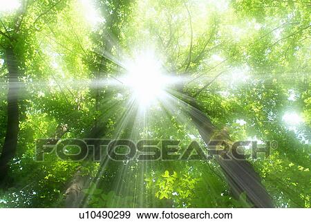 Stock Photo - Sunlight and trees with green leaves, soft focus, lens flare, Osaka prefecture, Japan. Fotosearch