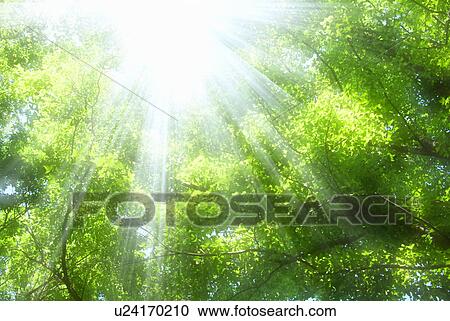 Sunlight between trees with green leaves View Large Photo Image Stock Image - Sunlight between trees with green leaves. Fotosearch