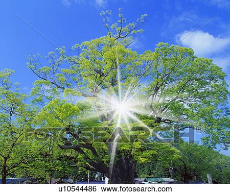 Sunlight between trees with green leaves, lens flare View Large Photo Image Stock Photograph - Sunlight between trees with green leaves, lens flare. Fotosearch