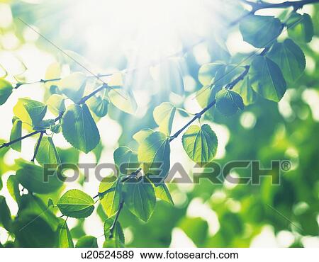 Sunshine Flittering Through Foliage View Large Photo Image Stock Photo - Sunshine Flittering Through Foliage. Fotosearch
