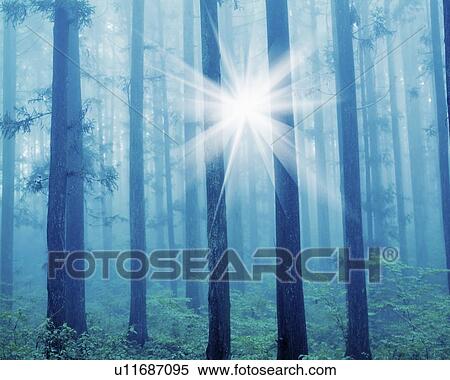 Stock Photography - Sunshine Flittering Through Foliage. Fotosearch