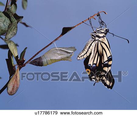 Swallowtail butterfly after metamorphosis View Large Photo Image Stock Photo - Swallowtail butterfly after metamorphosis. Fotosearch