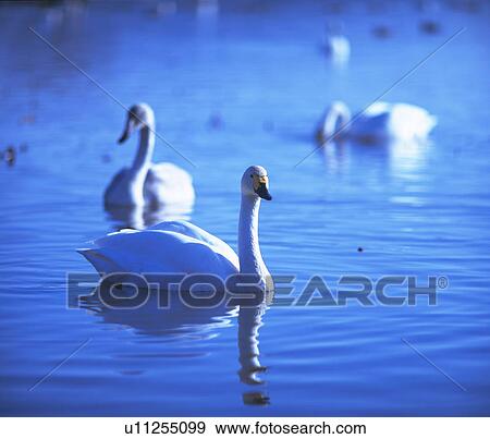 Stock Photo - Swan on lake. Fotosearch