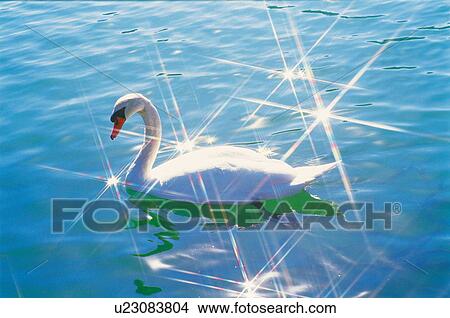 Picture - Swan swimming in water, lens flare. Fotosearch