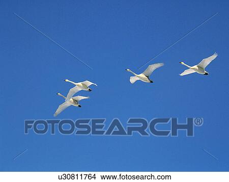 Picture - Swans flying in blue sky. Fotosearch