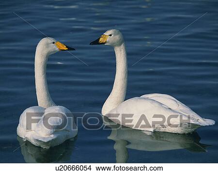 Swans swimming on Lake Kussharo, Teshikaga town, Hokkaido prefecture, Japan View Large Photo Image Picture - Swans swimming on Lake Kussharo, Teshikaga town, Hokkaido prefecture, Japan. Fotosearch