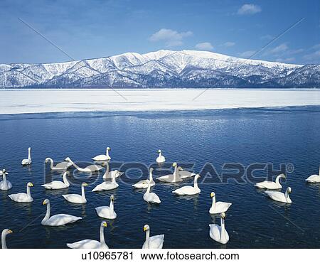 Stock Image - Swans swimming on lake. Fotosearch