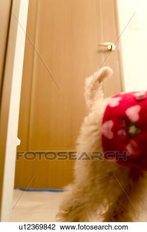 Tail of Poodle View Large Photo Image Stock Image - Tail of Poodle. Fotosearch