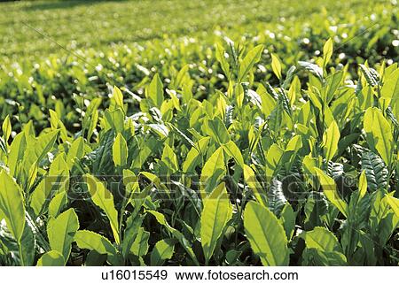 Tea plantation, Kyoto Prefecture, Honshu, Japan View Large Photo Image Stock Photo - Tea plantation, Kyoto Prefecture, Honshu, Japan. Fotosearch