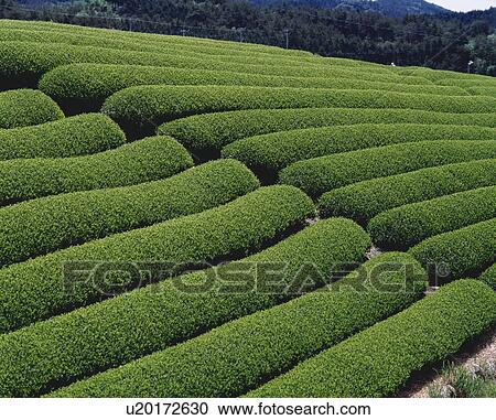 Tea plantation, Makinohara city, Shizuoka prefecture, Japan View Large Photo Image Stock Image - Tea plantation, Makinohara city, Shizuoka prefecture, Japan. Fotosearch