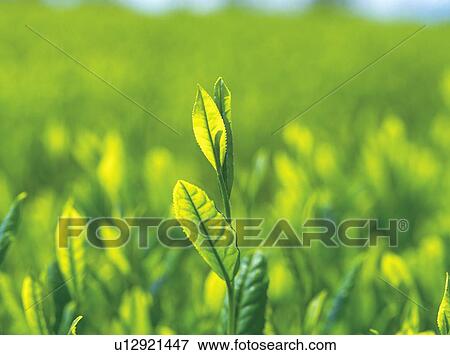 Tea plantation View Large Photo Image Stock Photo - Tea plantation. Fotosearch