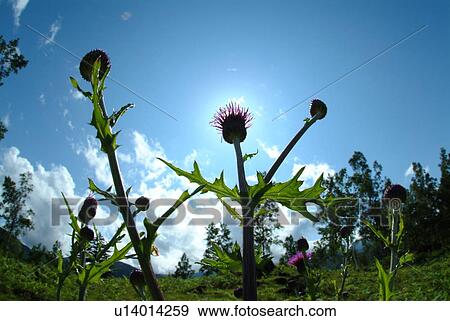 Thistle in Field View Large Photo Image Stock Photo - Thistle in Field. Fotosearch