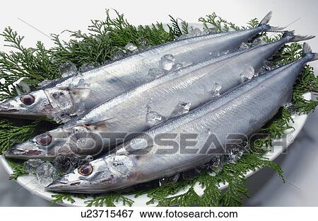 Three pacific sauries, close up, white background View Large Photo Image Stock Photo - Three pacific sauries, close up, white background. Fotosearch