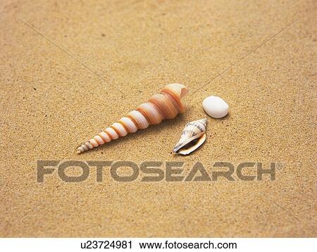 Three Shells on Sand View Large Photo Image Stock Image - Three Shells on Sand. Fotosearch