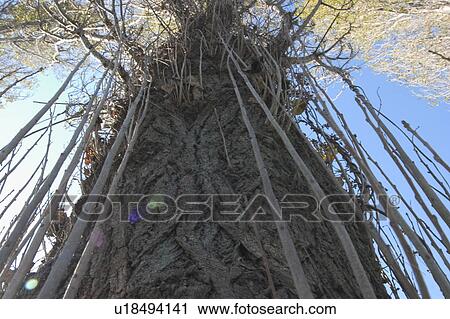 Stock Image - Tree bark. Fotosearch
