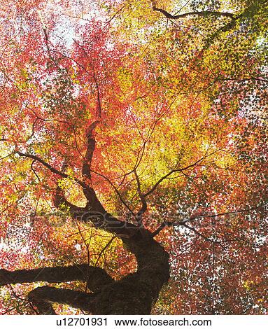 Stock Image - Tree in autumn color, Toyota city, Aichi prefecture, Japan. Fotosearch