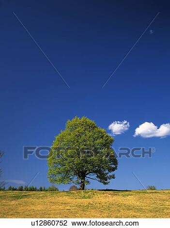 Stock Image - Tree in field, Aomori city, Aomori prefecture, Japan. Fotosearch