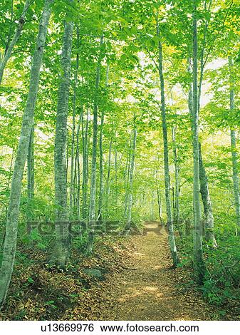 Tree-lined Street View Large Photo Image Stock Photograph - Tree-lined Street. Fotosearch