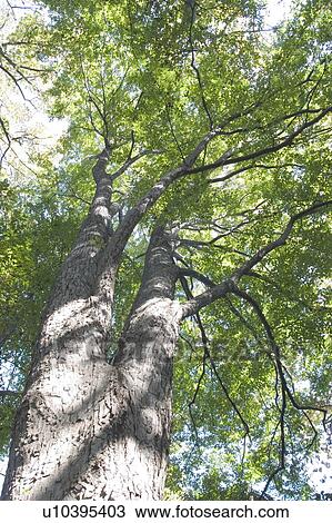 Stock Image - Tree, Low Angle View. Fotosearch