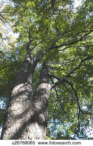 Stock Photography - Tree, Low Angle View. Fotosearch