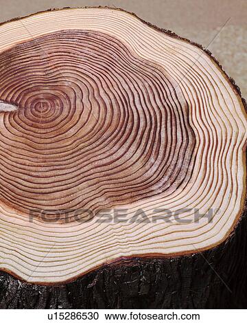 Stock Image - Tree ring. Fotosearch