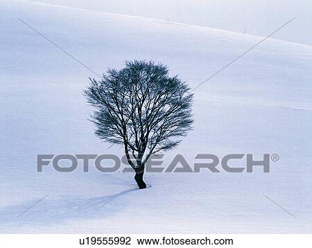Tree Stands in Snow Field View Large Photo Image Stock Image - Tree Stands in Snow Field. Fotosearch