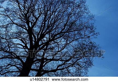 Tree View Large Photo Image Stock Image - Tree. Fotosearch