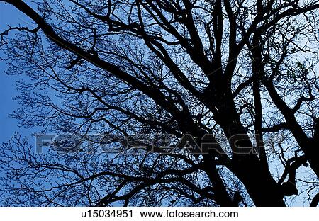 Stock Image - Tree. Fotosearch