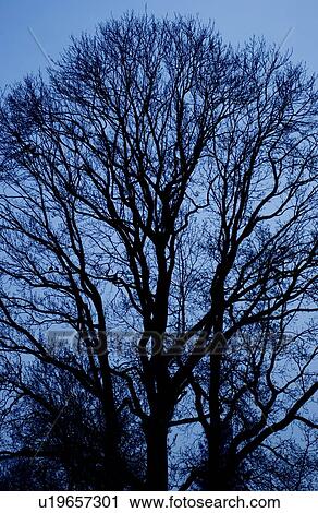 Tree View Large Photo Image Stock Image - Tree. Fotosearch