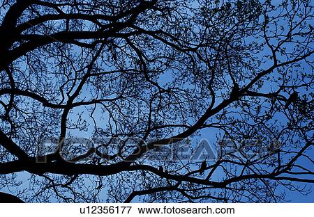 Tree View Large Photo Image Stock Photo - Tree. Fotosearch