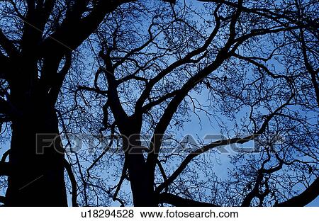 Tree View Large Photo Image Stock Photo - Tree. Fotosearch