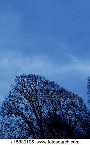 Stock Photography - Tree. Fotosearch